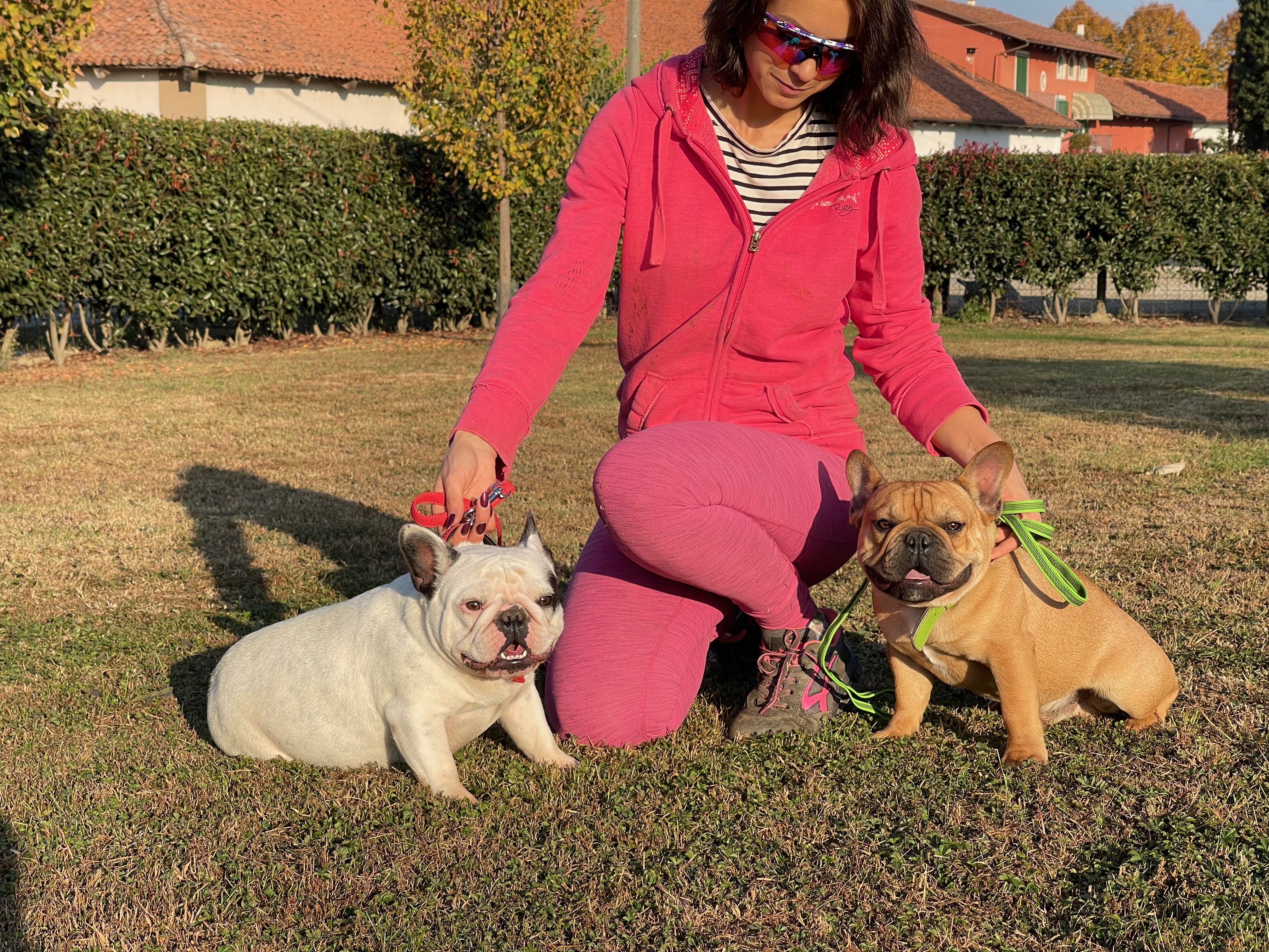 cuccioli Bouledogue Francese