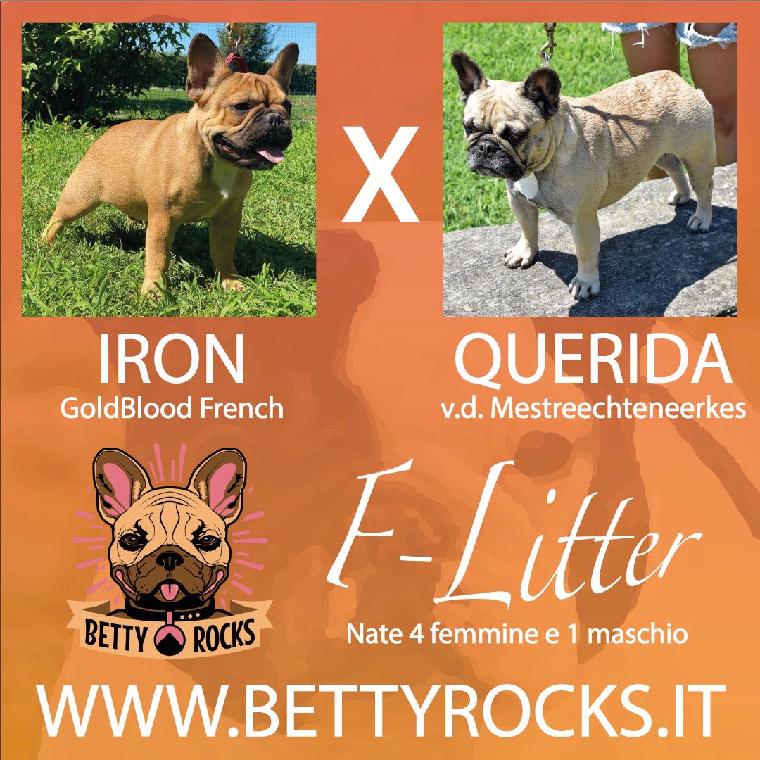 Cuccioli Bouledogue Francese