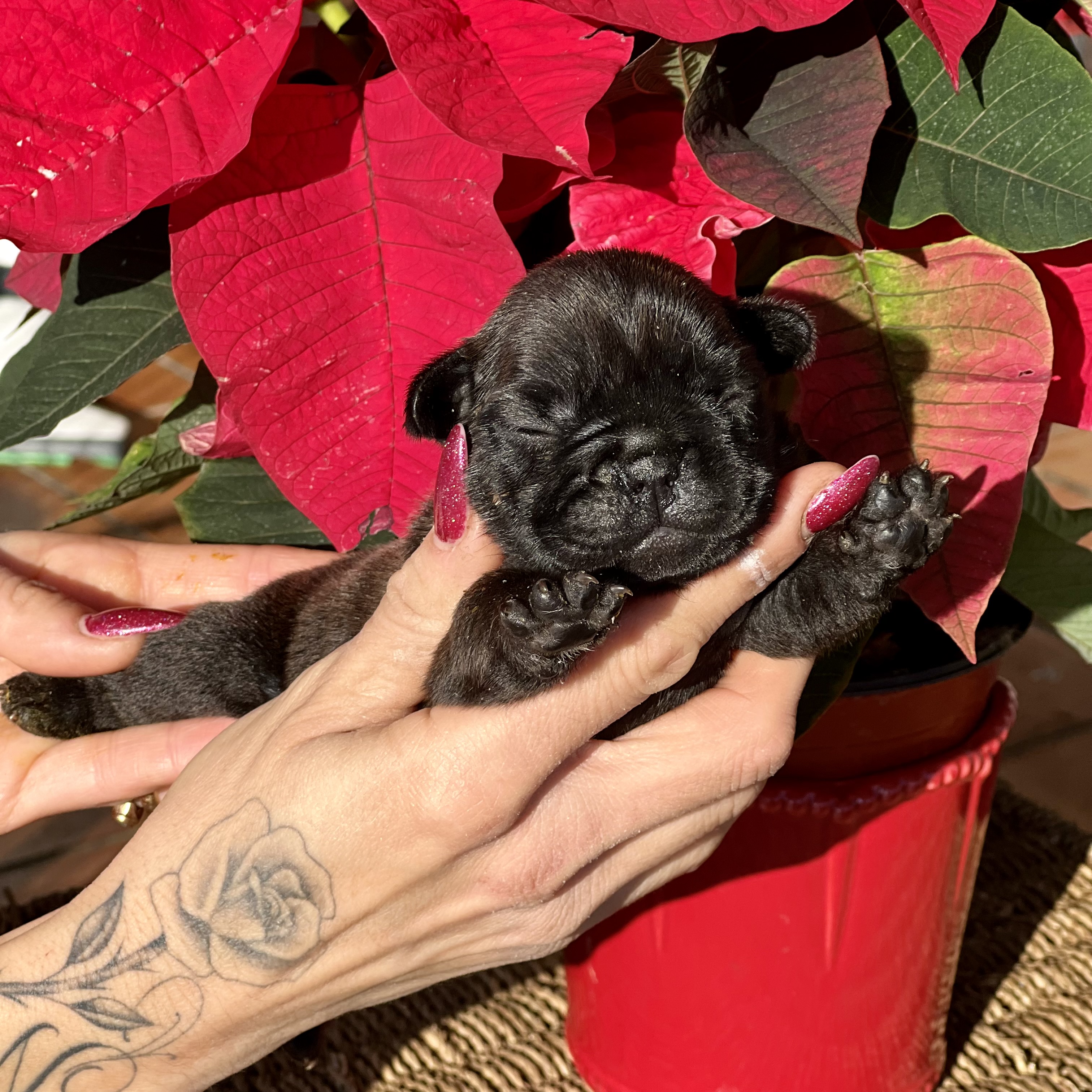 Cuccioli Bouledogue Francese