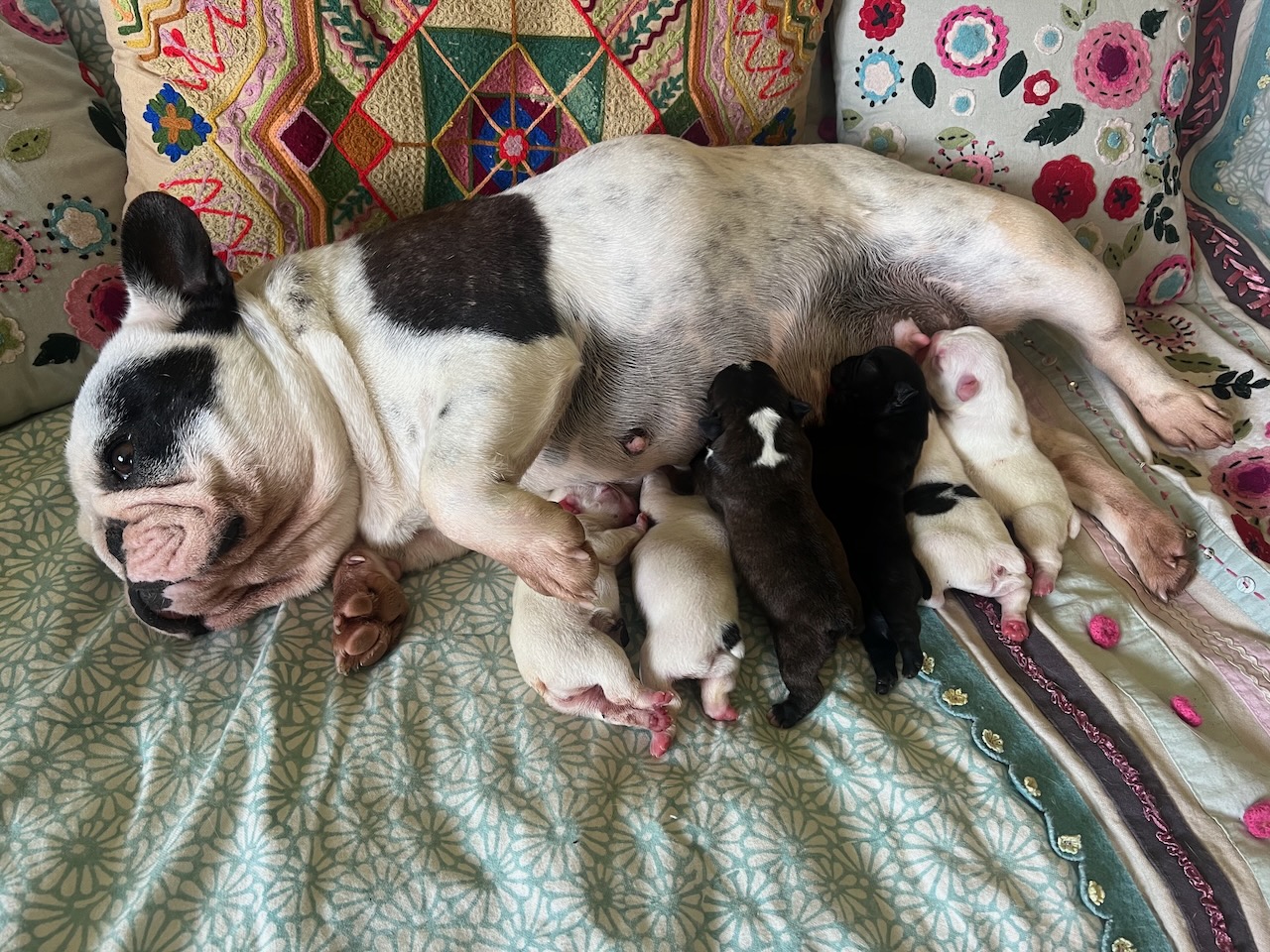 Cuccioli Bouledogue Francese